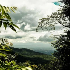 THAILAND Kaffee Ganze Bohne | Mittelkräftig, Blumige Säure, Leichte Beere | 500 G | Specialty Coffee Aus Direkthandel -Kaffeeprodukte 55feae11ce5b347b58a31e3b973e08a1