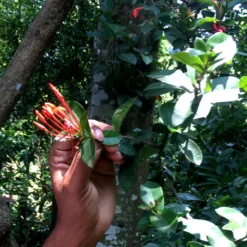 Macis Muskatblüte Gemahlen, BIO, 100g -Kaffeeprodukte e023e425dfcb2984e375ba4526a2b6f7